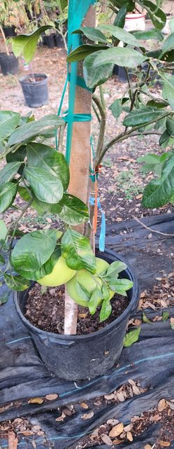Orange Tree