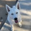 S.Husky