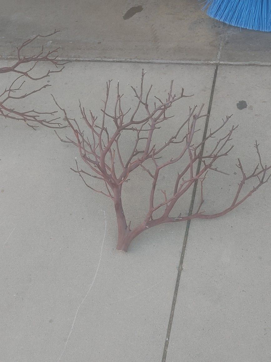 Manzanita