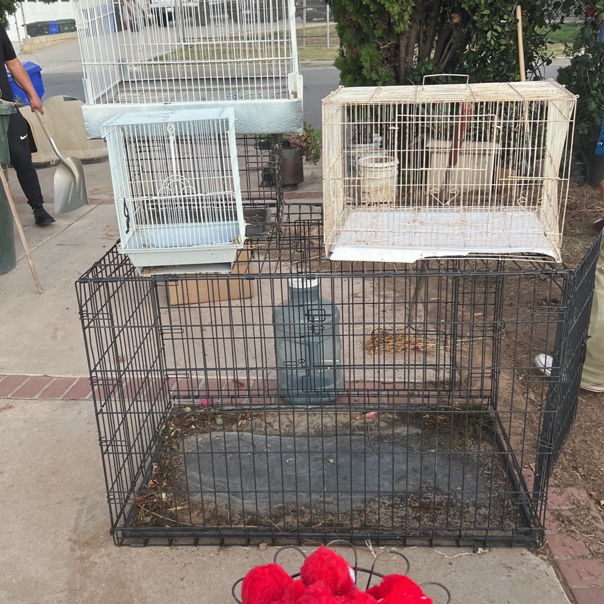 Bird Cages