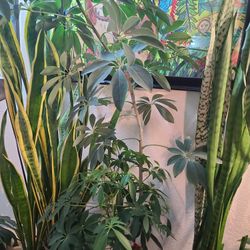 4ft Tall Umbrella Plant 