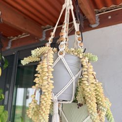 Burro's-tail Succulent 