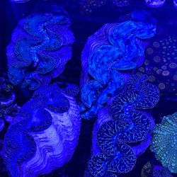 Decorative Coral