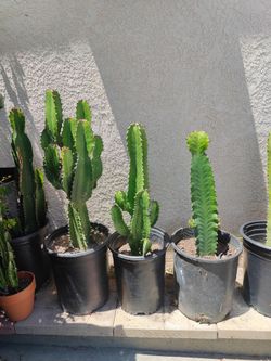 Cactus