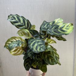 4” Calathea Macoyana 