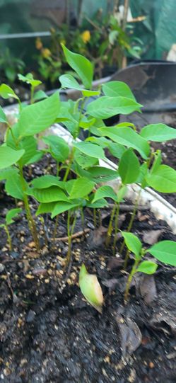 Chirimoya Seeding