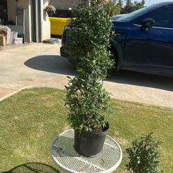 Spiral Topiary Eugenia