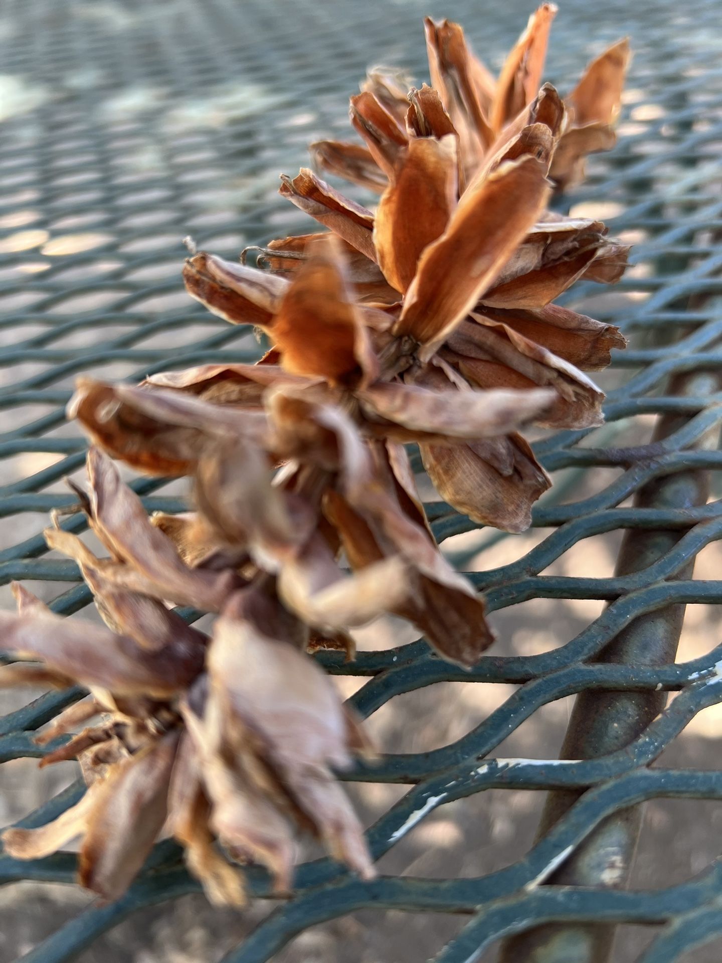 Ornamental Dried Ginger Plant