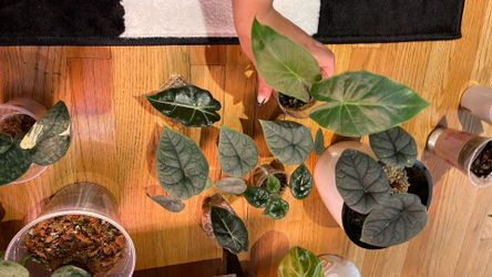 Assorted Alocasia
