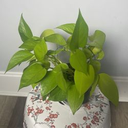 Neon Green Pothos 