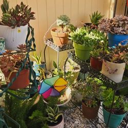 Succulent & Cactus Sale – Starting at $5!