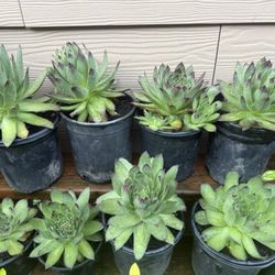 Succulent Plant !!! 5 Each 