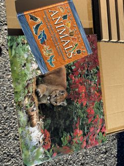Beautiful Animal Book