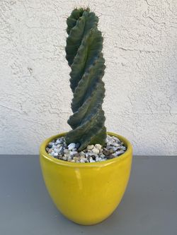 Spiral Cactus