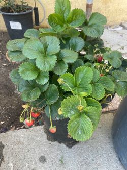 Strawberry plant