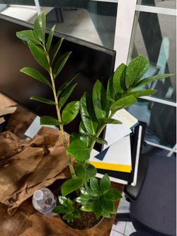 🌿 ZZ Plant (Zamioculcas Zamiifolia) – Easy Care Indoor Plant 🌿