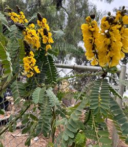 Árbol De sen / Caesalpinia) Acacia amarilla