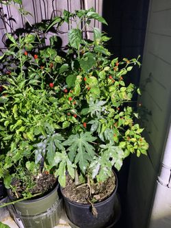 Chiltepin
