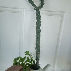 Planta Captus