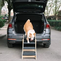 MEWANG Wooden Pet Stairs/Pet Steps for All Dogs and Cats - 2-in-1 Foldable Stairs & Ramp for Beds and Cars - Portable Dog/Cat Ladder Up to 120 Pounds 