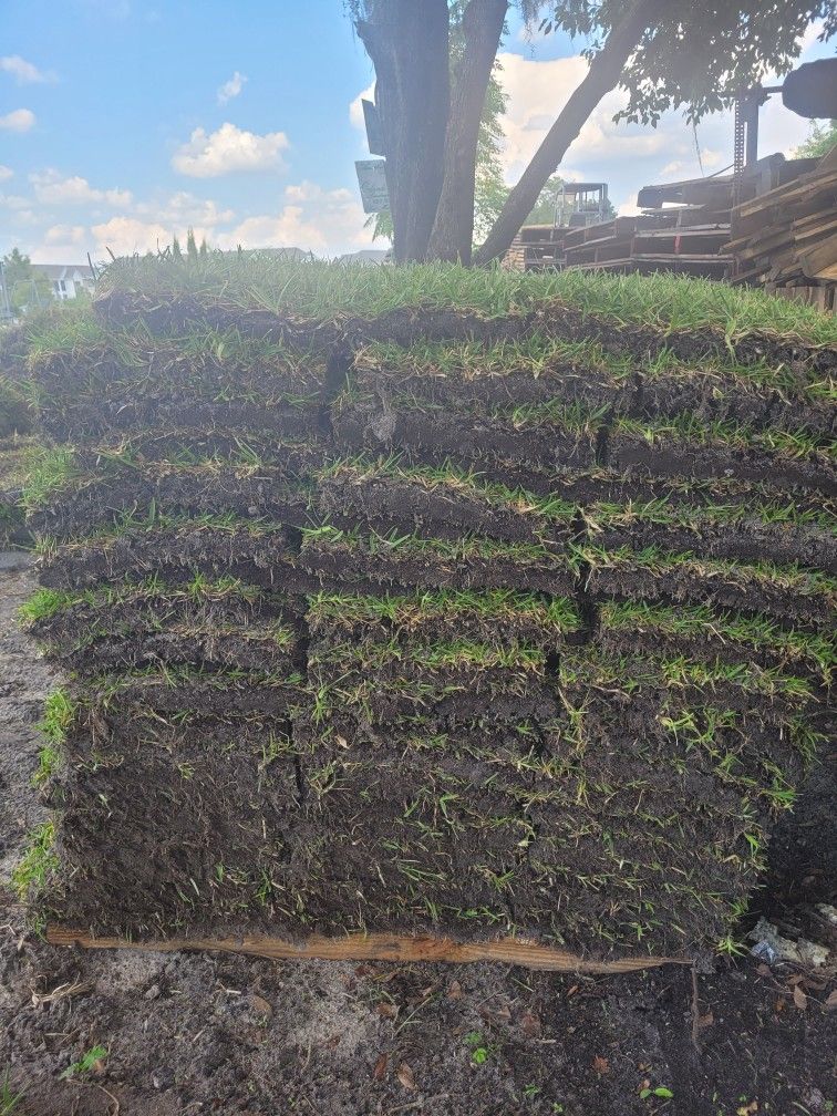 Palmetto Shade-tolerant 