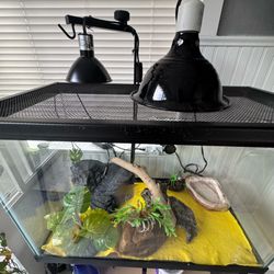 Complete Tank Setup & Supplies