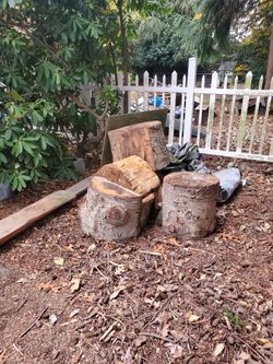 FREE seasoned wood rounds
