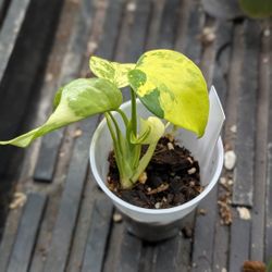 Monstera Electrolyte