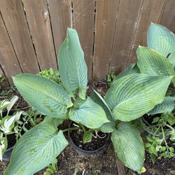 Hosta Plants 
