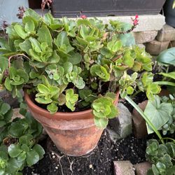 Succulent