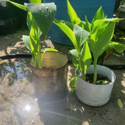 Canna Plants