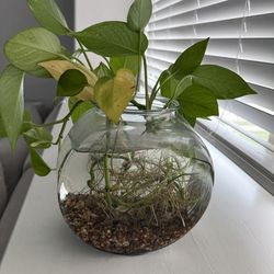 Pathos in glass tank