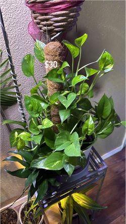 Pothos Plant with Coco Coir Moss Pole
