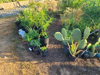Plants 🪴 open  7AM
