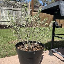 Texas Sage
