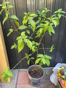 Planta de muicle (honeysuckle)