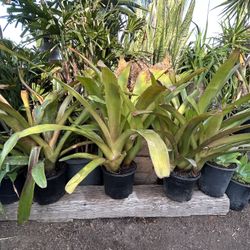 Blanchetiana Bromeliad Plants of Bromelia 