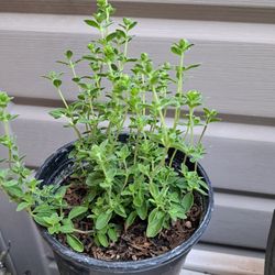 Oregano 