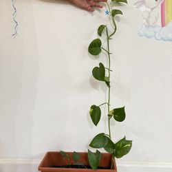 Golden Pathos (Money Plant)