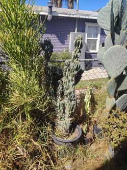 Monstroses apple cactus plant