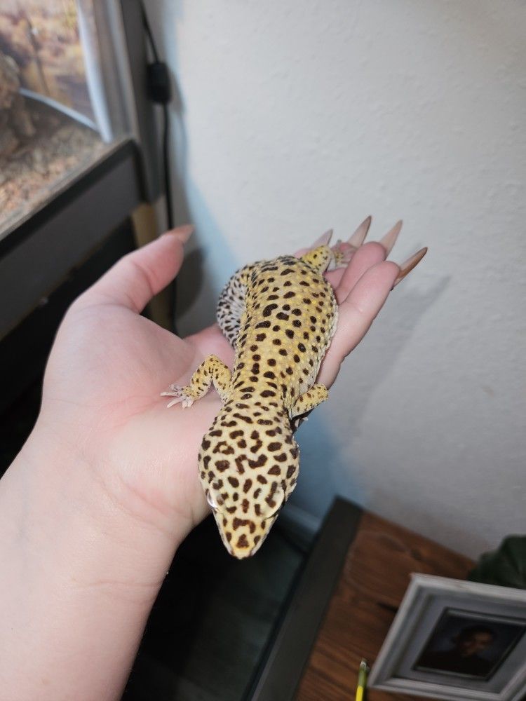 Lizards for Sale in Richardson, TX OfferUp