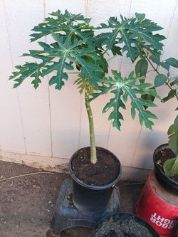 Papaya fruit tree plant