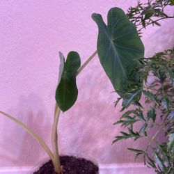 Taro Plant/Elephant Ear Plants