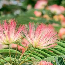 Mimosa Trees —