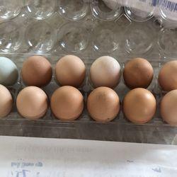 Farm Fresh Eggs 🍳🍳