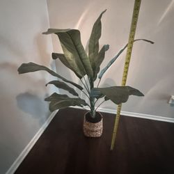 Fake Plant 