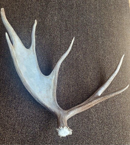 Large Montana Moose Antler Shed