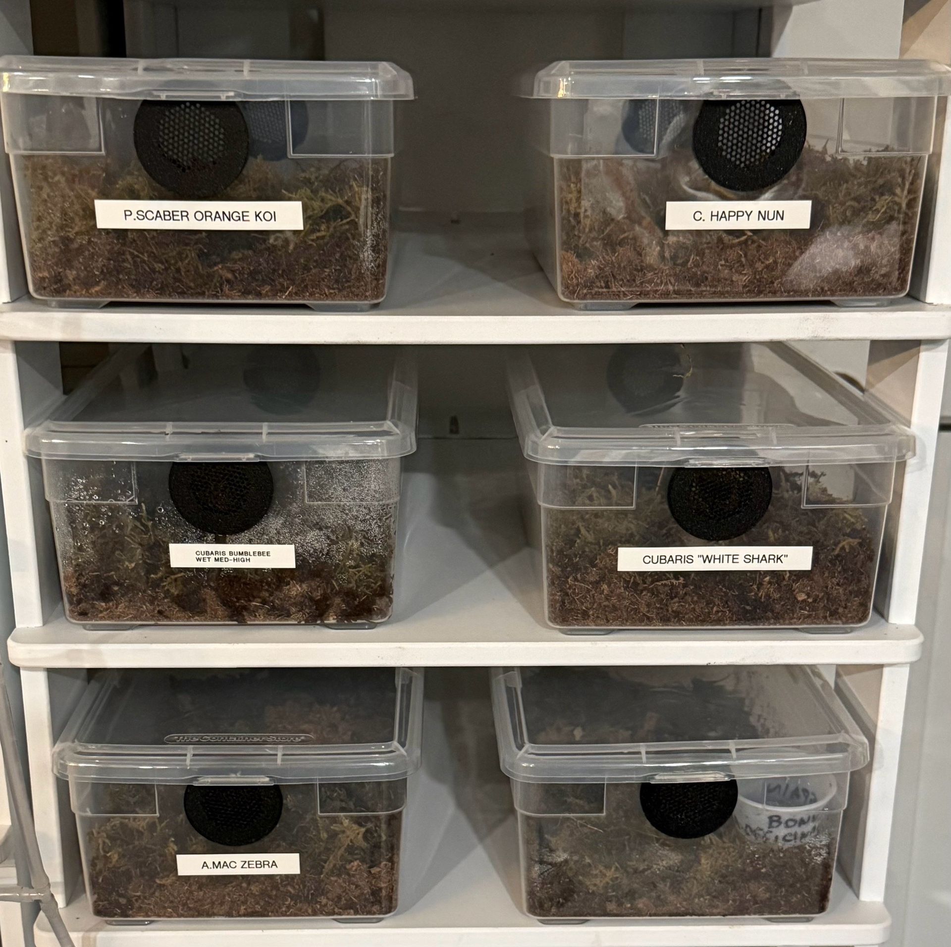 Isopod Insect Spider Bin American Made 