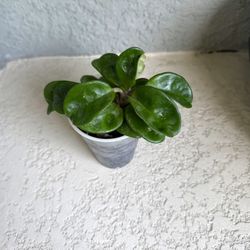 Hoya Krinkle 8 Plant 