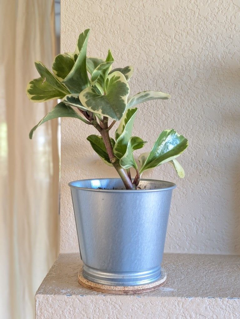 Healthy Beautiful Indoor Plant(Peperomia)